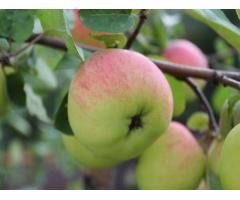 Фитогормони Регулятори роста растений