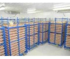 Холодильна камера Тривалого зберігання яєць (встановлення під ключ)