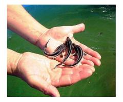 Малек осетра и форели купить Киевская область цена от 30 грн