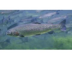 Малек Радужная форель купить цена 30 грн