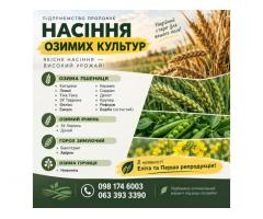 Посівний матеріал озимих культур